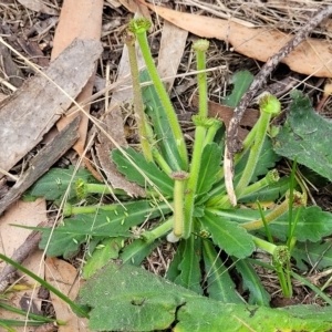 Solenogyne gunnii at Jindabyne, NSW - 28 Feb 2023 03:27 PM