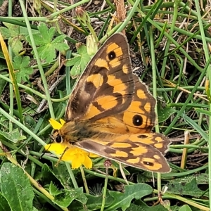 Heteronympha penelope at Jindabyne, NSW - 28 Feb 2023