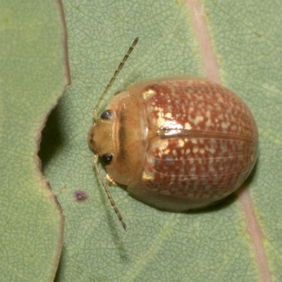 Paropsisterna decolorata (A Eucalyptus leaf beetle) at Hawker, ACT - 26 Jan 2023 by AlisonMilton