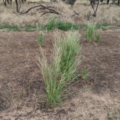 Diplachne fusca (Brown Beetle Grass) at Jerilderie, NSW - 16 Jan 2023 by MattM