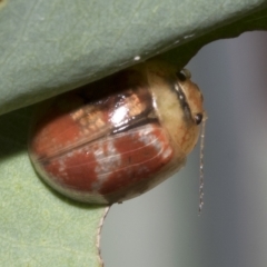 Paropsisterna sp. ("Ch11" of DeLittle 1979) (A leaf beetle) at Hawker, ACT - 26 Jan 2023 by AlisonMilton