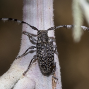 Ancita sp. (genus) at Hawker, ACT - 26 Jan 2023