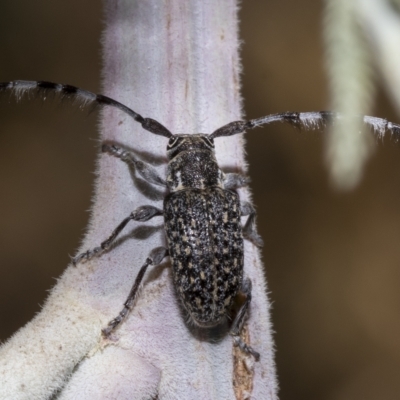 Ancita sp. (genus) (Longicorn or longhorn beetle) at Hawker, ACT - 26 Jan 2023 by AlisonMilton