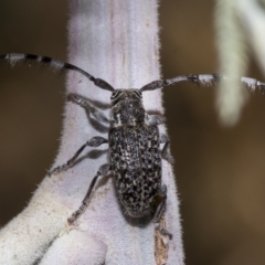 Ancita marginicollis (A longhorn beetle) at Hawker, ACT - 26 Jan 2023 by AlisonMilton