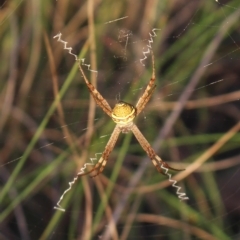 Argiope trifasciata (Banded orb weaver) at Gundaroo, NSW - 23 Feb 2023 by MaartjeSevenster