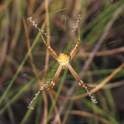 Argiope trifasciata (Banded orb weaver) at MTR591 at Gundaroo - 23 Feb 2023 by MaartjeSevenster