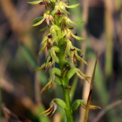 Corunastylis cornuta (Horned Midge Orchid) at Gundaroo, NSW - 23 Feb 2023 by MaartjeSevenster