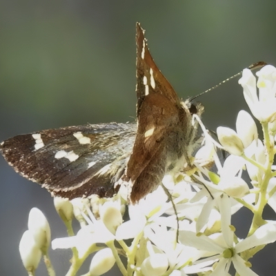 Dispar compacta (Barred Skipper) at Tidbinbilla Nature Reserve - 25 Feb 2023 by JohnBundock