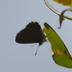 Acrodipsas myrmecophila (Small Ant-blue Butterfly) by Christine