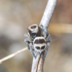Euophryinae sp.(Striped Capuchin- undescribed) (Striped Capuchin Jumping Spider) at QPRC LGA - 27 Feb 2023 by Harrisi