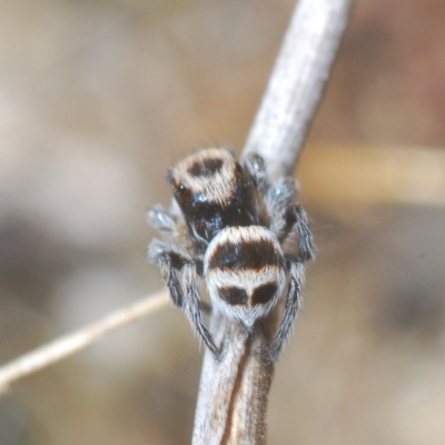 Euophryinae sp.(Striped Capuchin- undescribed) (Striped Capuchin Jumping Spider) at Carwoola, NSW - 27 Feb 2023 by Harrisi