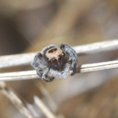 Euophryinae sp.(Striped Capuchin- undescribed) at Carwoola, NSW - 27 Feb 2023