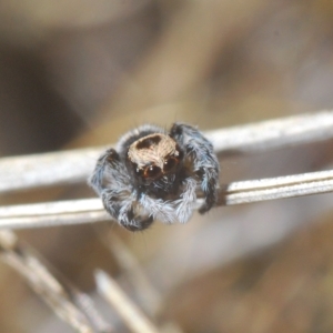 Euophryinae sp.(Striped Capuchin- undescribed) at Carwoola, NSW - 27 Feb 2023