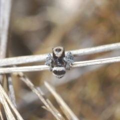 Euophryinae sp.(Striped Capuchin- undescribed) at Carwoola, NSW - 27 Feb 2023