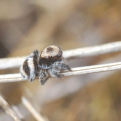 Euophryinae sp.(Striped Capuchin- undescribed) at Carwoola, NSW - 27 Feb 2023