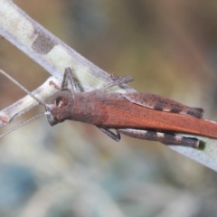 Cirphula pyrrhocnemis (Variable Cirphula) at QPRC LGA - 27 Feb 2023 by Harrisi