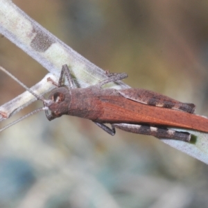 Cirphula pyrrhocnemis at Carwoola, NSW - suppressed