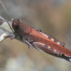 Cirphula pyrrhocnemis at Carwoola, NSW - 27 Feb 2023