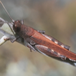 Cirphula pyrrhocnemis at Carwoola, NSW - suppressed