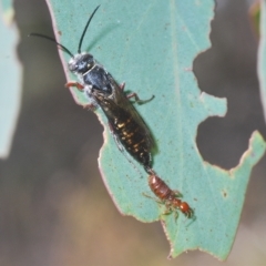 Thynninae (subfamily) (Smooth flower wasp) at Carwoola, NSW - 27 Feb 2023 by Harrisi