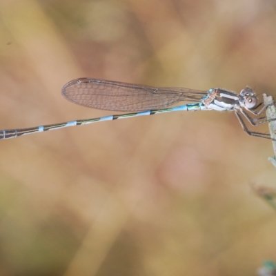 Austrolestes leda (Wandering Ringtail) at QPRC LGA - 27 Feb 2023 by Harrisi