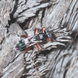 Ichneumonidae (family) at Carwoola, NSW - 27 Feb 2023
