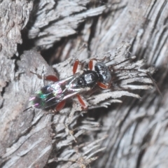 Ichneumonidae (family) (Unidentified ichneumon wasp) at QPRC LGA - 27 Feb 2023 by Harrisi