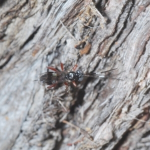 Ichneumonidae (family) at Carwoola, NSW - 27 Feb 2023