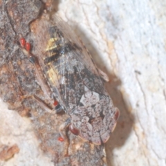Stenocotis depressa (Leafhopper) at Carwoola, NSW - 27 Feb 2023 by Harrisi