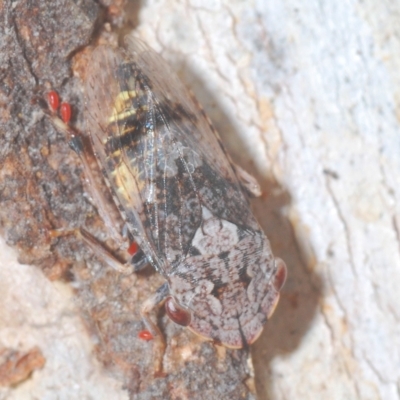 Stenocotis sp. (genus) (A Leafhopper) at QPRC LGA - 27 Feb 2023 by Harrisi