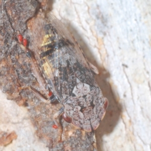 Stenocotis sp. (genus) at Carwoola, NSW - 27 Feb 2023