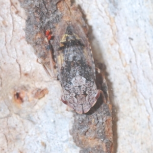 Stenocotis sp. (genus) at Carwoola, NSW - 27 Feb 2023
