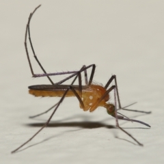 Unidentified Crane fly, midge, mosquito & gnat (several families) at Wellington Point, QLD - 28 Feb 2023 by TimL