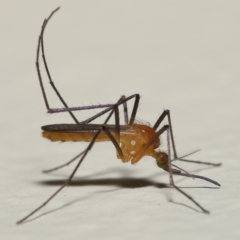 Unidentified Crane fly, midge, mosquito & gnat (several families) (TBC) at Wellington Point, QLD - 28 Feb 2023 by TimL