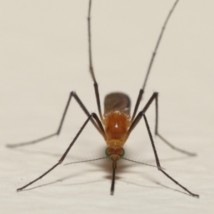 Culicidae (family) at Wellington Point, QLD - suppressed