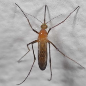 Culicidae (family) at Wellington Point, QLD - suppressed