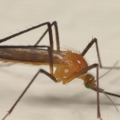 Culicidae (family) at Wellington Point, QLD - suppressed