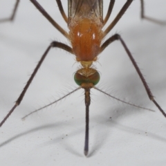 Culicidae (family) at Wellington Point, QLD - suppressed