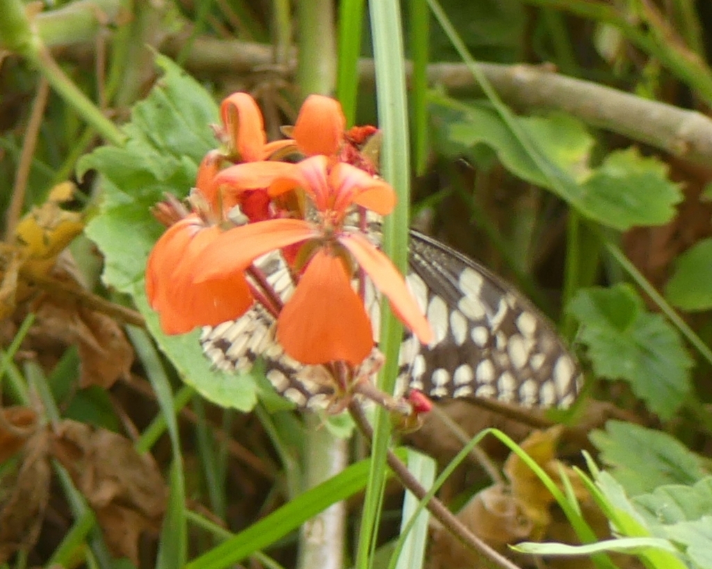 Papilio demoleus at Braemar, NSW - 26 Feb 2023