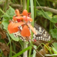 Papilio demoleus (Chequered Swallowtail) at Braemar - 26 Feb 2023 by Curiosity