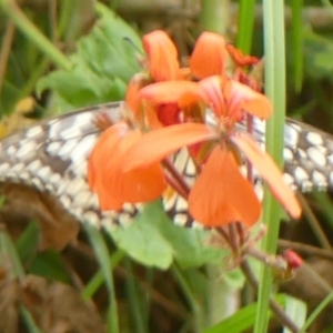 Papilio demoleus at Braemar, NSW - 26 Feb 2023