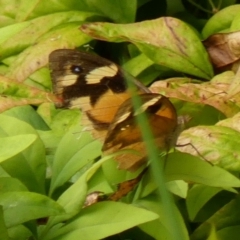 Heteronympha merope (Common Brown Butterfly) at Braemar - 28 Feb 2023 by Curiosity