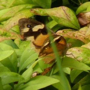 Heteronympha merope at Braemar, NSW - 28 Feb 2023