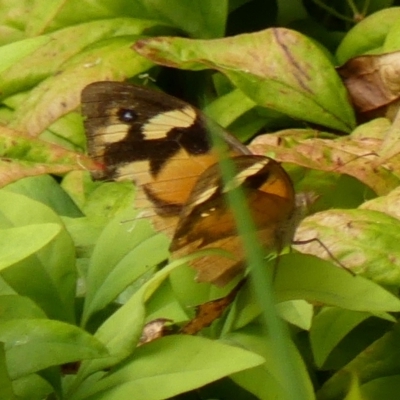 Heteronympha merope (Common Brown Butterfly) at Wingecarribee Local Government Area - 28 Feb 2023 by Curiosity