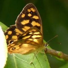 Heteronympha paradelpha (Spotted Brown) at Braemar - 28 Feb 2023 by Curiosity