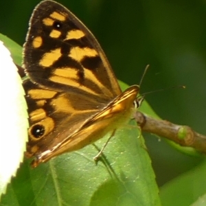 Heteronympha paradelpha at Braemar, NSW - 28 Feb 2023