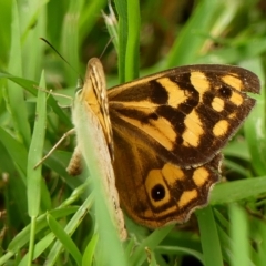 Heteronympha paradelpha at Braemar, NSW - 28 Feb 2023 01:32 PM