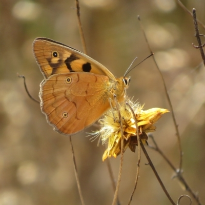 Heteronympha penelope (Shouldered Brown) at Symonston, ACT - 28 Feb 2023 by Christine