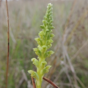 Microtis unifolia at Boorowa, NSW - suppressed