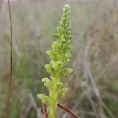 Microtis unifolia (Common Onion Orchid) at Boorowa, NSW - 23 Oct 2022 by michaelb